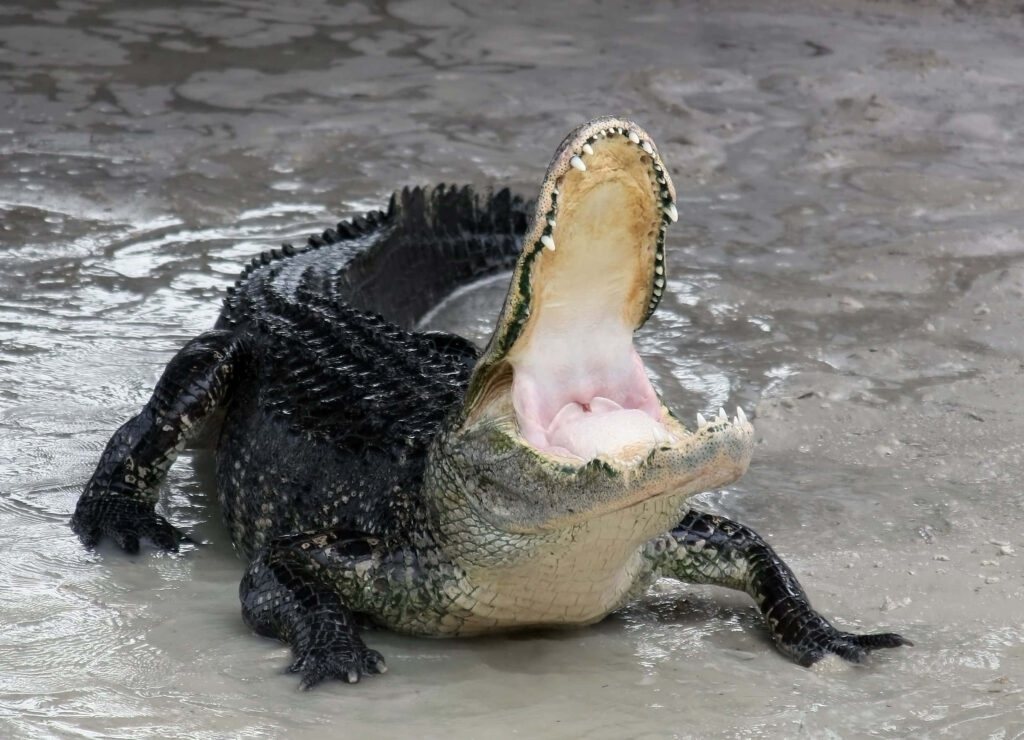 Alligator in Natural Habitat: Dynamic Wild Wallpaper Background