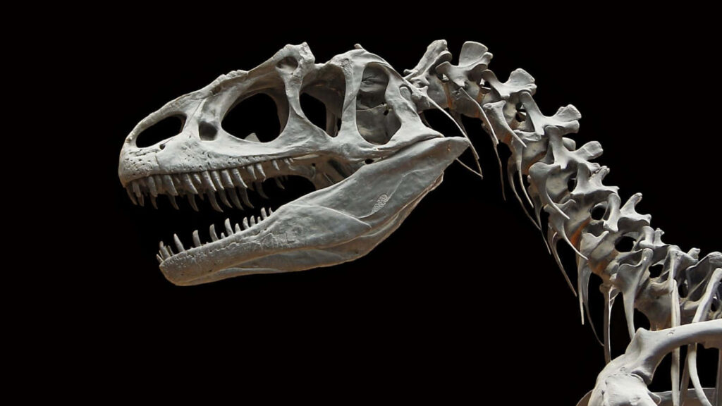 Allosaurus Skeleton Wallpaper: Intricate Dinosaur Art on Dark Background