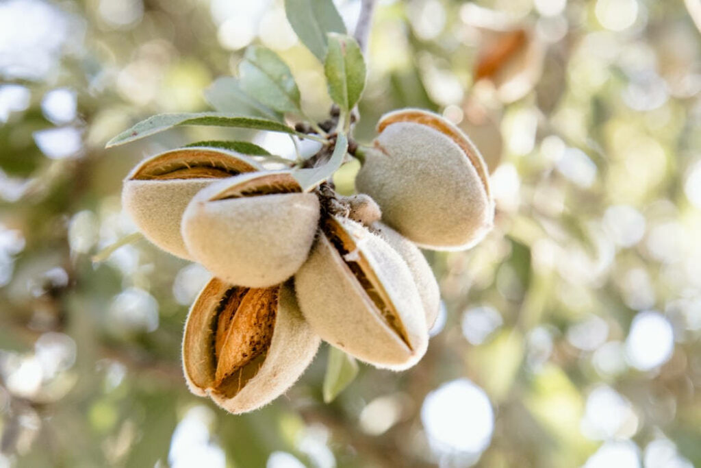 Almond Tree Fruit Close-Up: Cracked Shells & Ripe Almonds Wallpaper