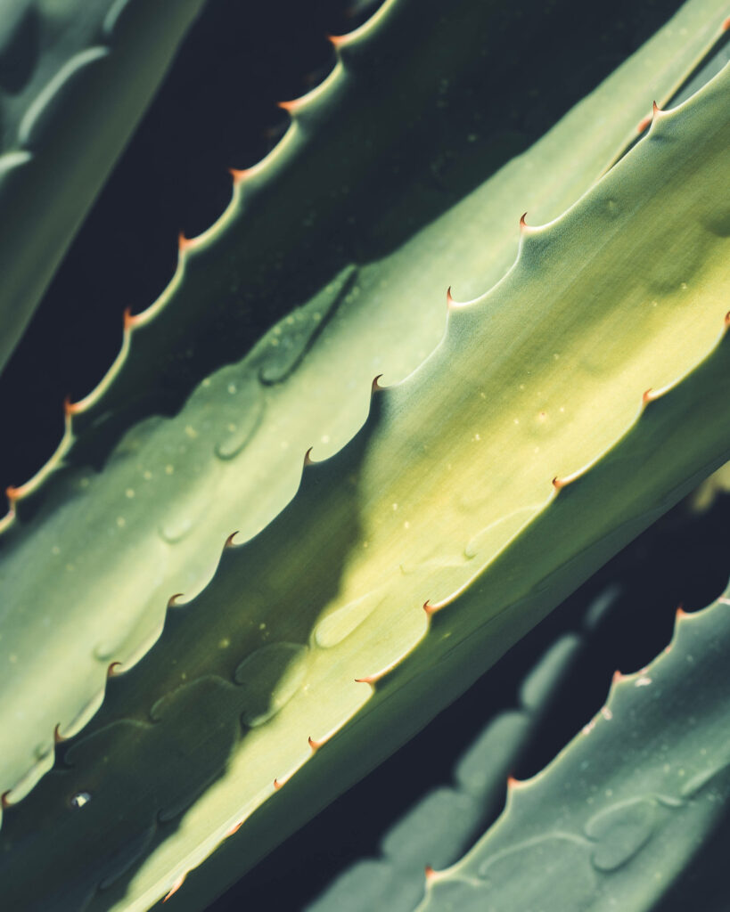 Macro close-up of textured aloe vera leaf spikes with sharp green edges and natural gradients Wallpaper