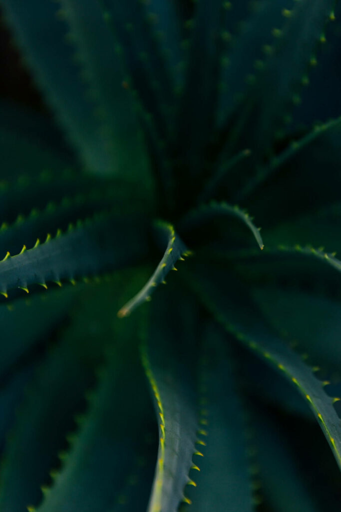 Top view of vibrant Aloe Vera plant with sharp green succulent leaves in detailed pattern Wallpaper