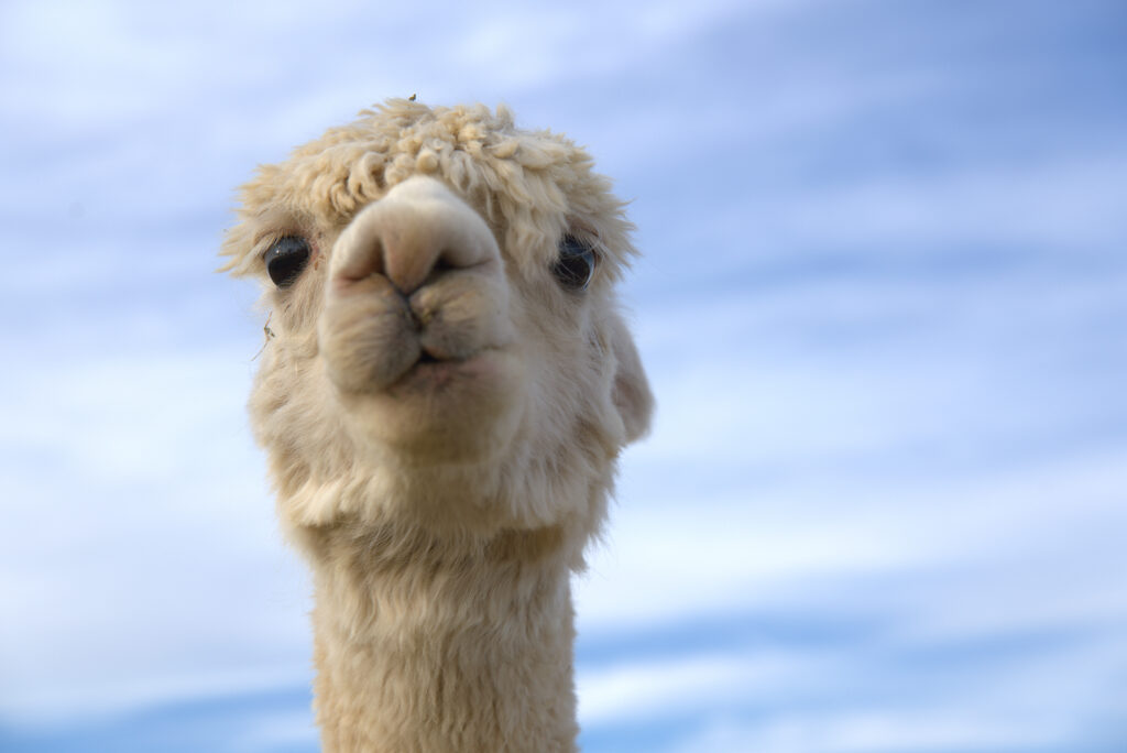 Close-Up Alpaca Head Wallpaper Against Clear Blue Sky Background