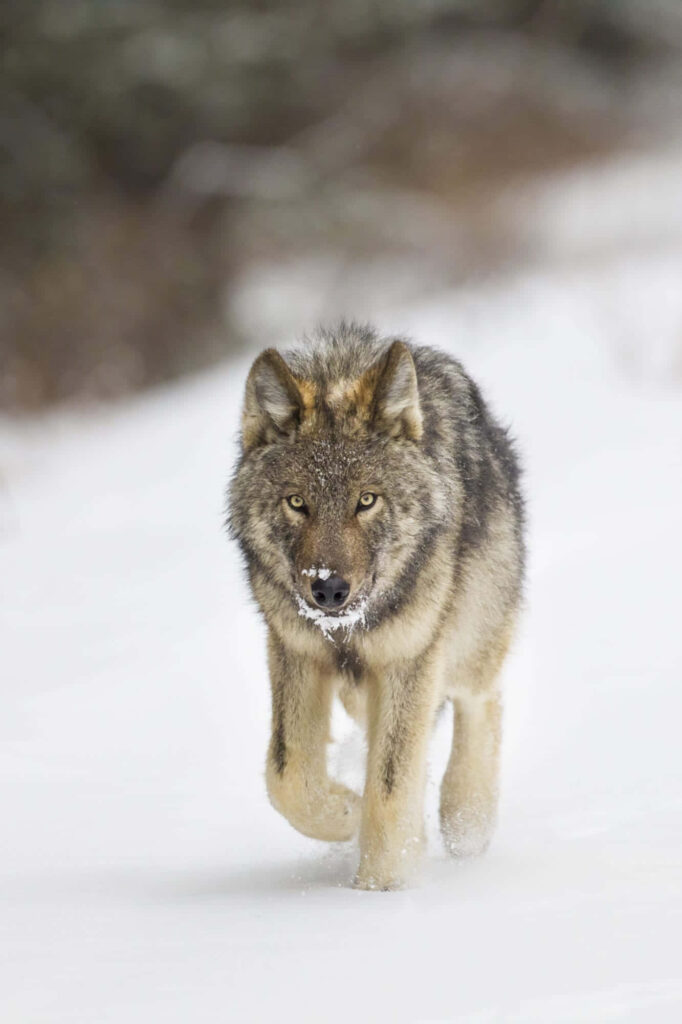 Majestic Alpha Wolf in Snowy Landscape - Powerful Wallpaper Background