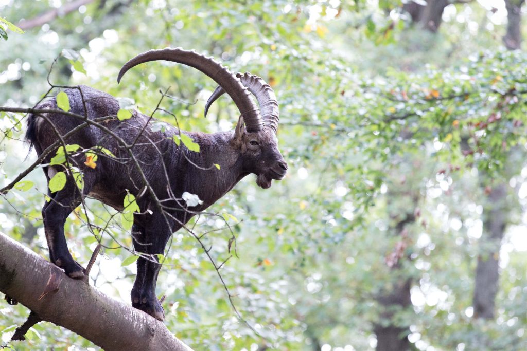Alpine ibex with large curved horns balancing on tree branch in lush green forest wallpaper