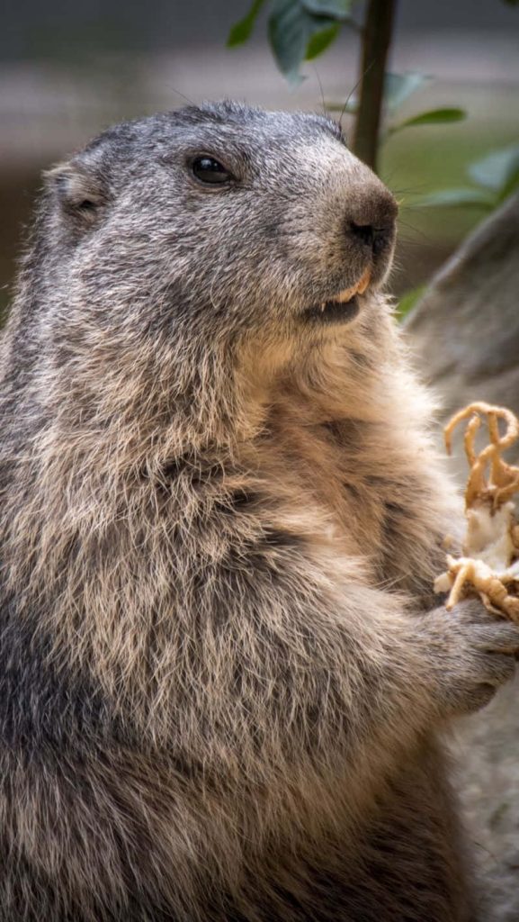 Close-up of Alpine Marmot foraging with greenery showing detailed grey and brown fur outdoors Wallpaper