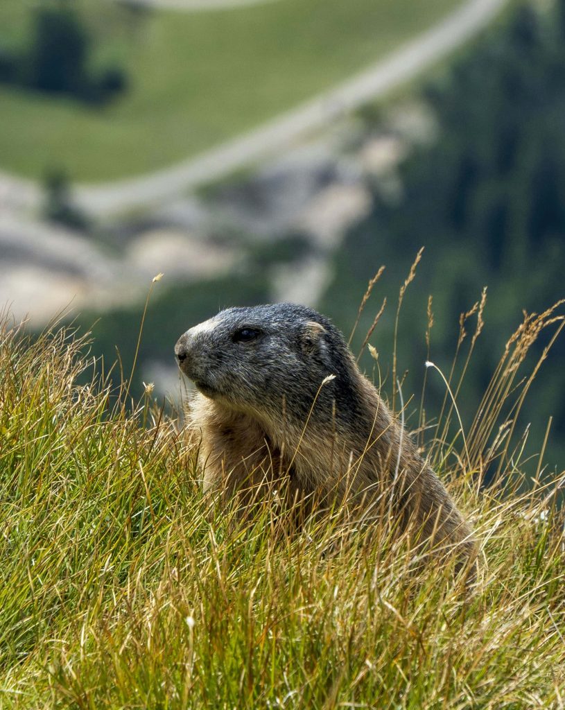 Alpine marmot resting in sunlit tall grass with blurred mountain background wildlife wallpaper