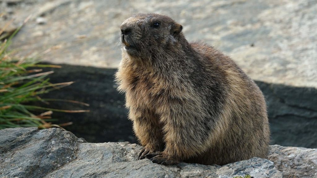 Alpine marmot resting on rocky mountain with detailed brown fur in natural daylight wallpaper