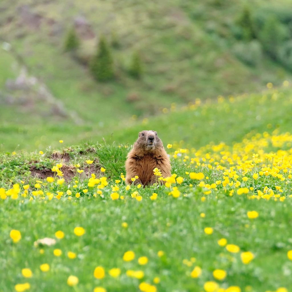 Alpine marmot peeking from burrow in spring meadow with yellow wildflowers natural light Wallpaper