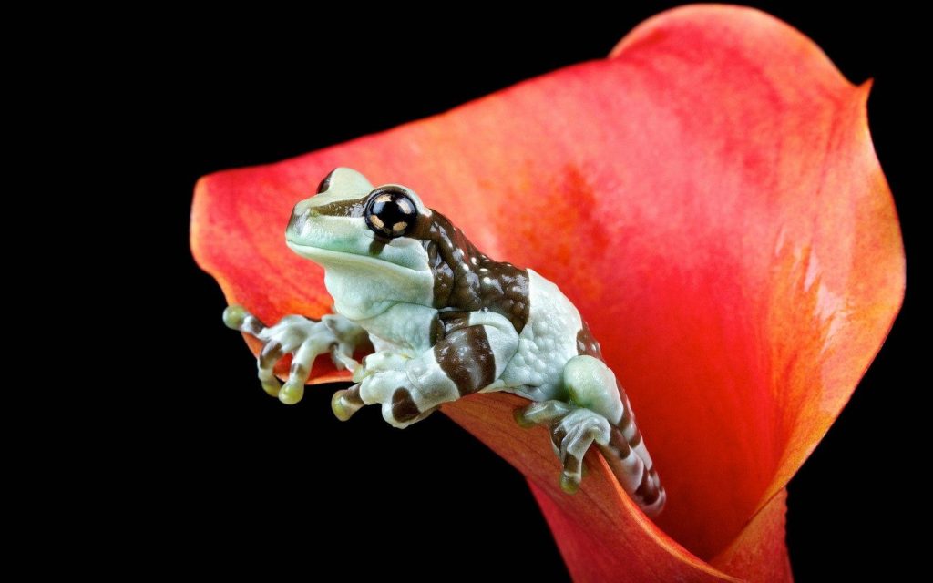 Amazon Milk Frog on vibrant red Calla lily petal macro photo with dramatic lighting background Wallpaper