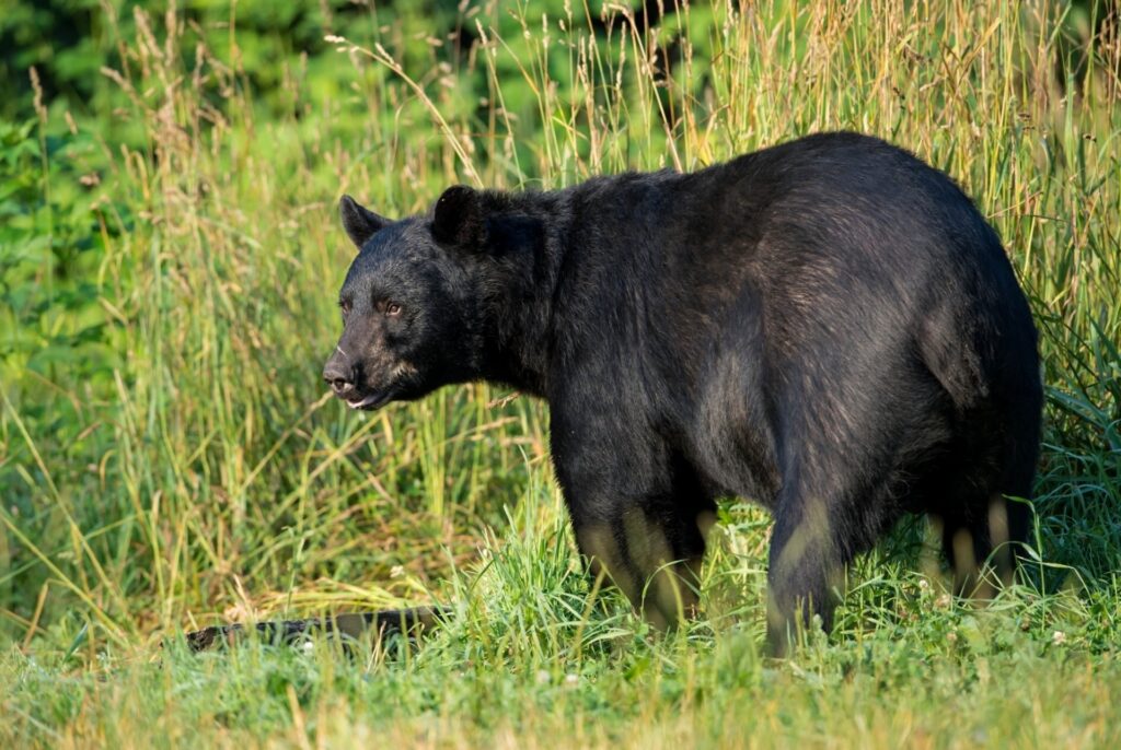 American Black Bear in Lush Grass: Predator in Serene Wilderness Wallpaper