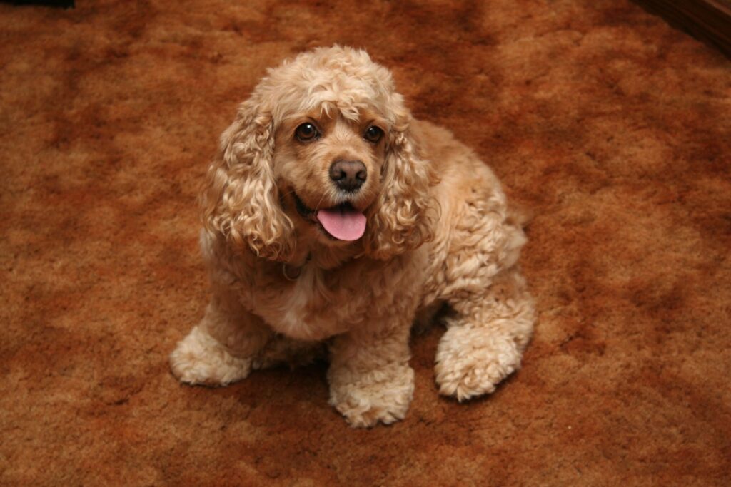 Playful American Cocker Spaniel on Carpet - Golden Coat Wallpaper