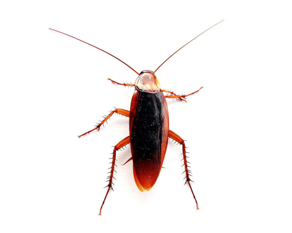 High-definition American Cockroach with glossy brown shell and long antennae on white background Wallpaper