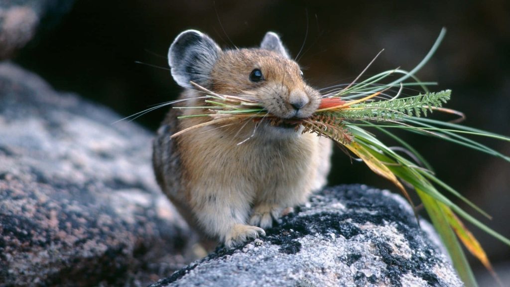 American Pika perched on rock holding forage in serene alpine wildlife nature scene wallpaper