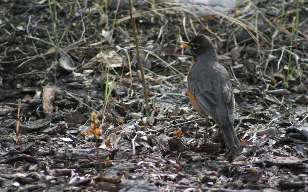 American Robin on Earthy Ground: A Rustic Nature Background Wallpaper