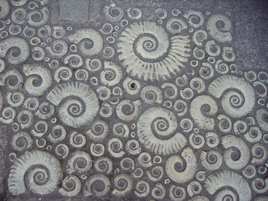 Ammonite fossil texture wallpaper with intricate spiral patterns in natural earthy tones