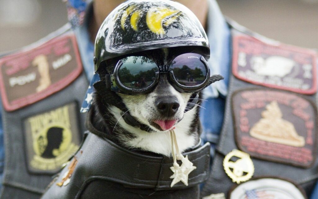 Whimsical Dog Biker Wallpaper: Confident Canine in Helmet & Goggles