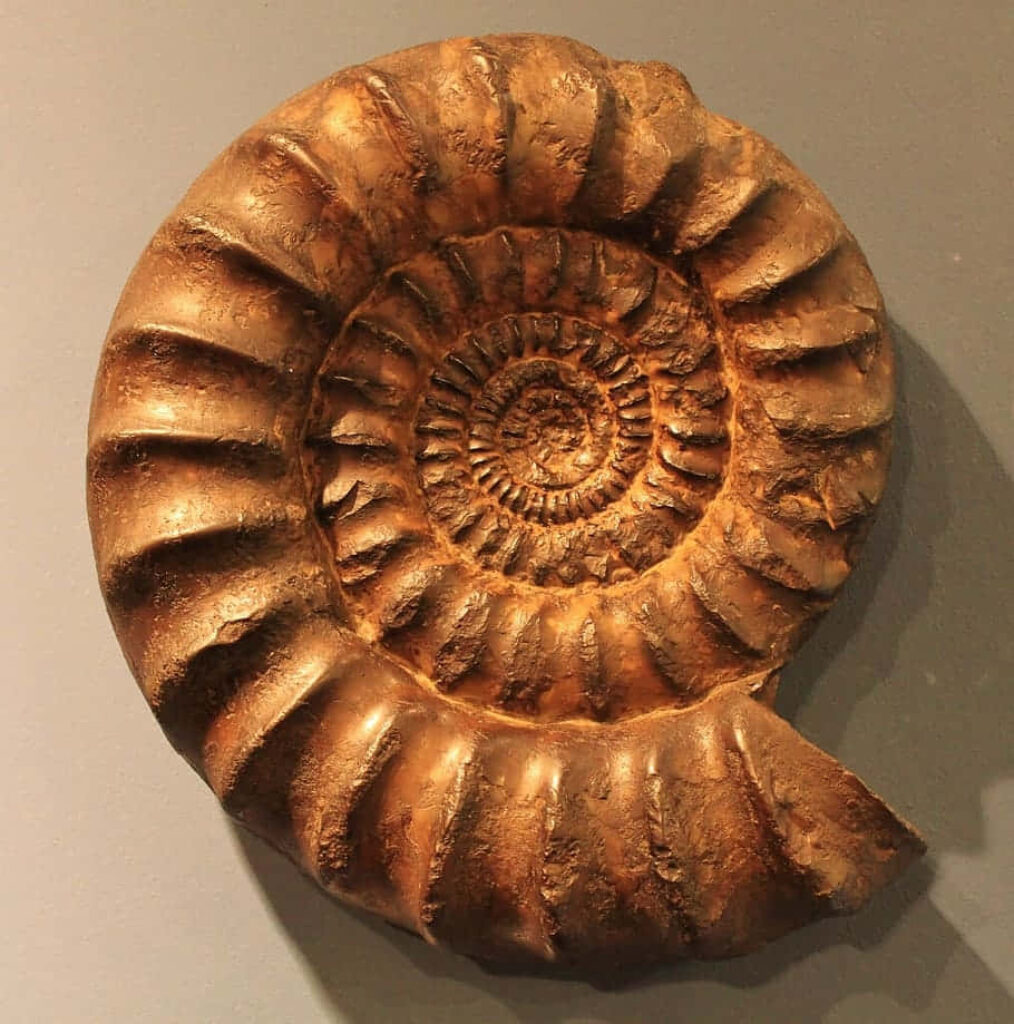 Close-up of ancient ammonite fossil with detailed spiral shell pattern in earthy tones wallpaper