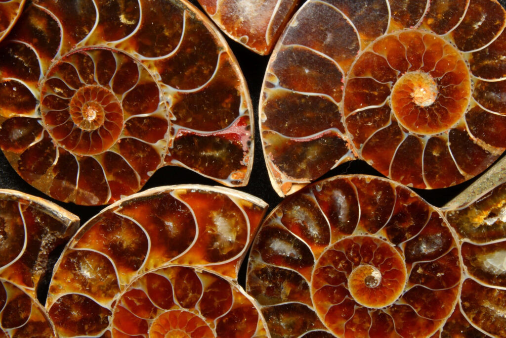 Ammonite fossil cross sections wallpaper with intricate spirals and earthy ancient tones background