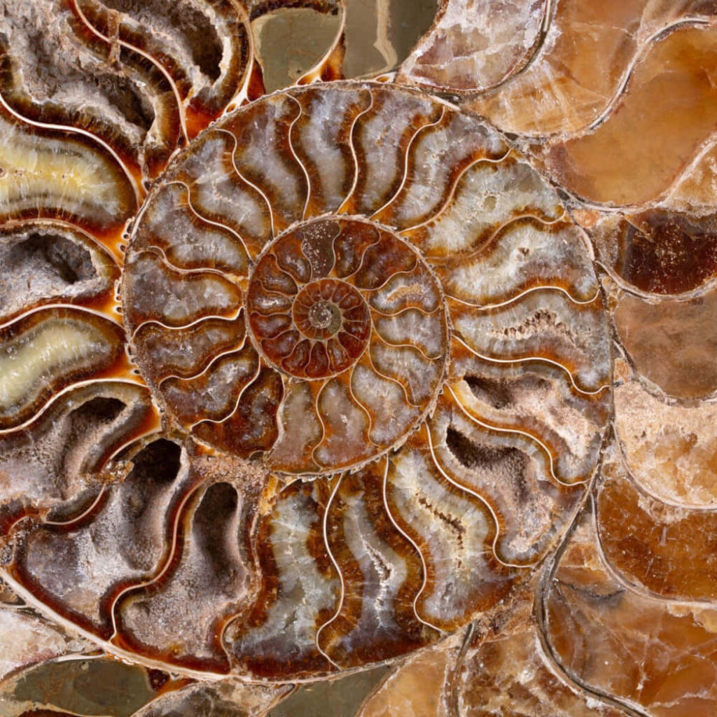 Intricate fossilized ammonite wallpaper with earthy tones and natural prehistoric spiral patterns