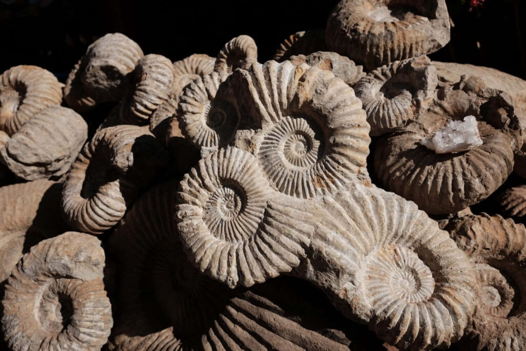 Detailed fossilized ammonite shells with spiral patterns in earthy tones wallpaper background