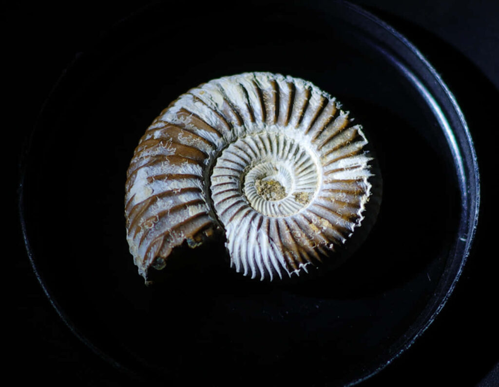 Stunning ammonite fossil with intricate spiral patterns on deep black background wallpaper