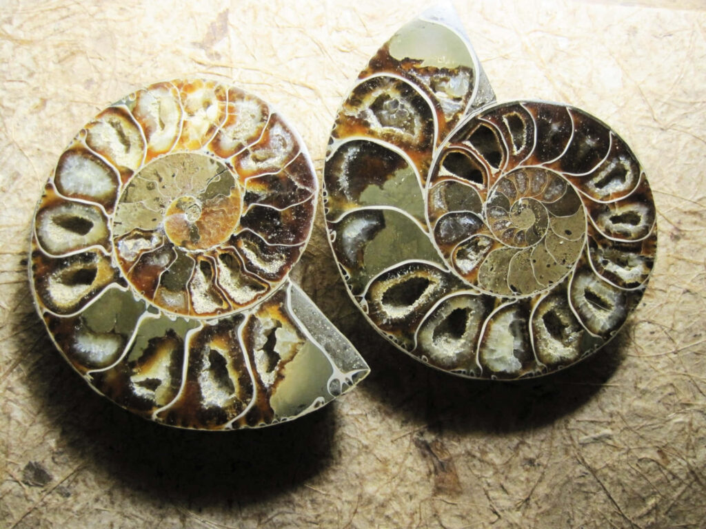 Two polished ammonite fossils with spiral patterns and earthy tones wallpaper background