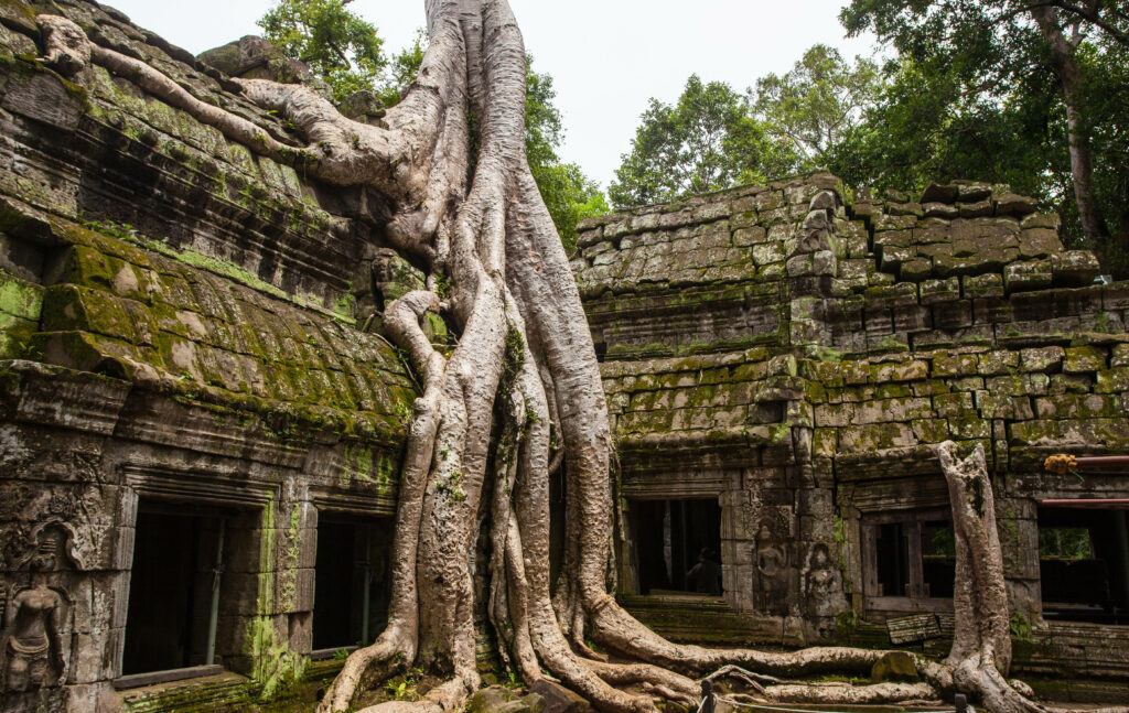 Massive tree with sprawling roots over mossy ancient stone ruins at Angkor Wat temple background Wallpaper