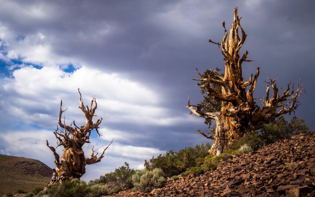 Ancient bristlecone pine trees on rocky slope under dramatic swirling clouds sky in Inyo California Wallpaper