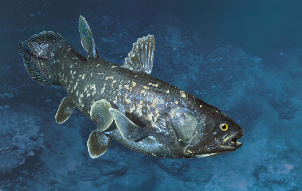 Coelacanth swimming in deep-sea habitat with textured scales and blue grey tones wallpaper background