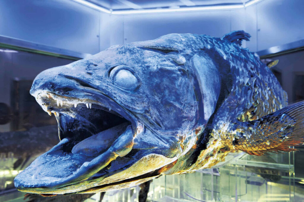 Preserved Coelacanth with blue-gray scales and open jaw in museum display with cool lighting Wallpaper