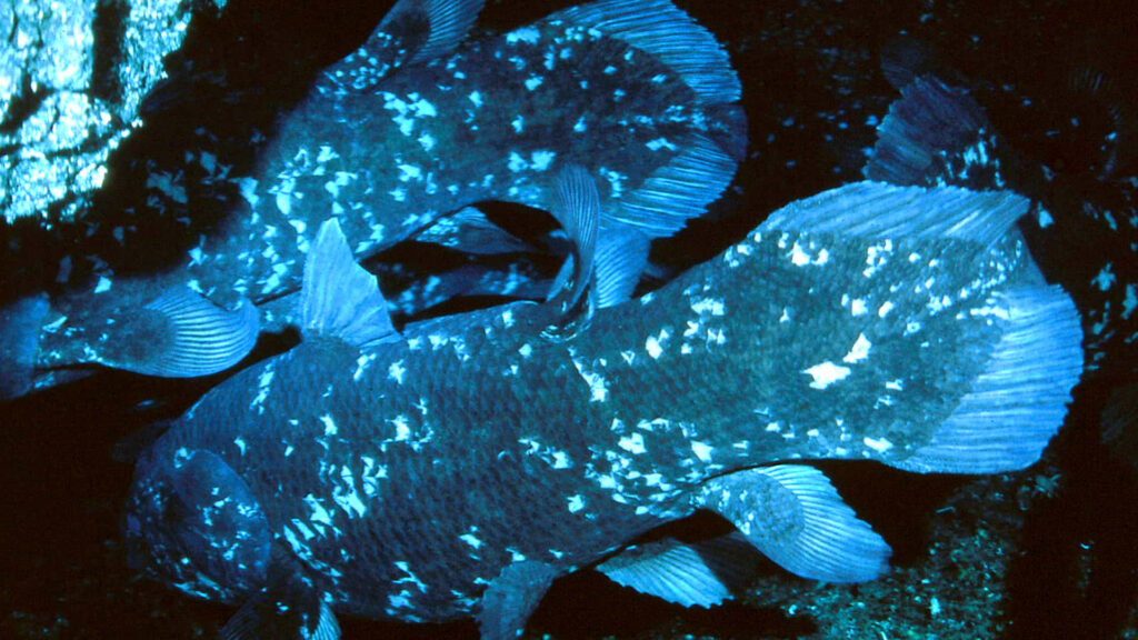 Coelacanth fish underwater wallpaper with deep blue tones textured scales and prehistoric fins