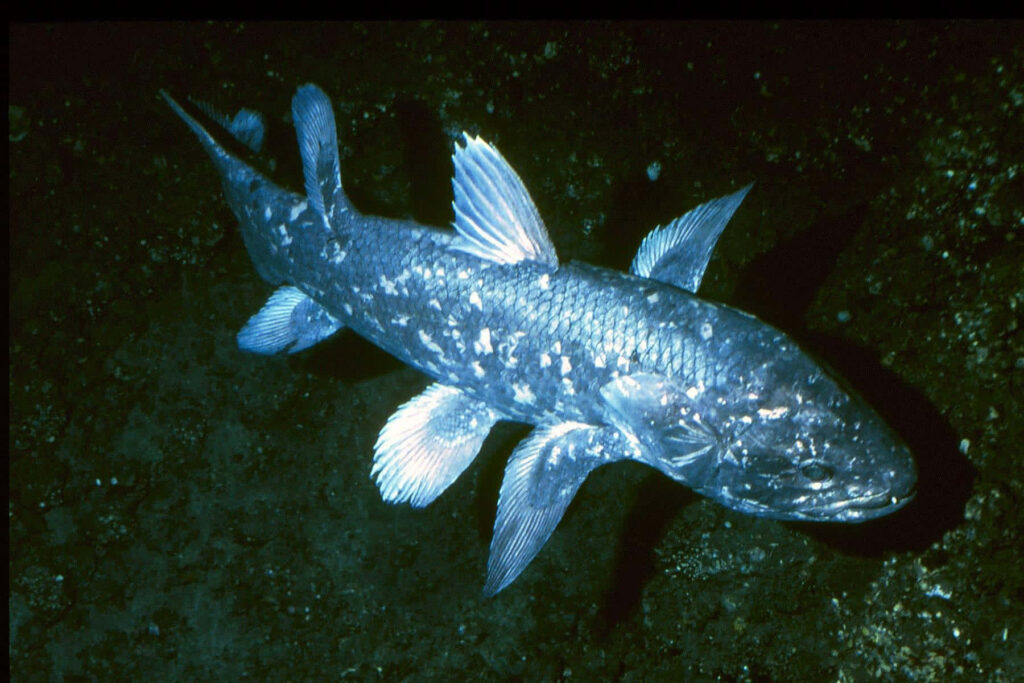 Ancient coelacanth deep-sea fish wallpaper with blue scales and lobed fins underwater background