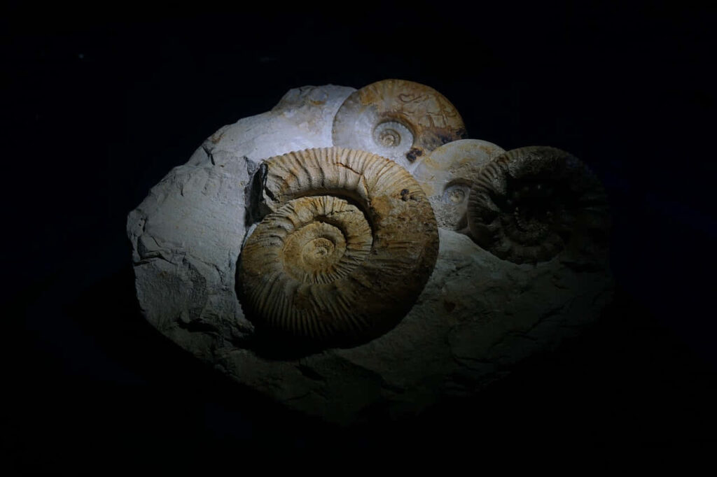 Close-up of fossilized ammonites in rock showing detailed spiral patterns on dark background Wallpaper