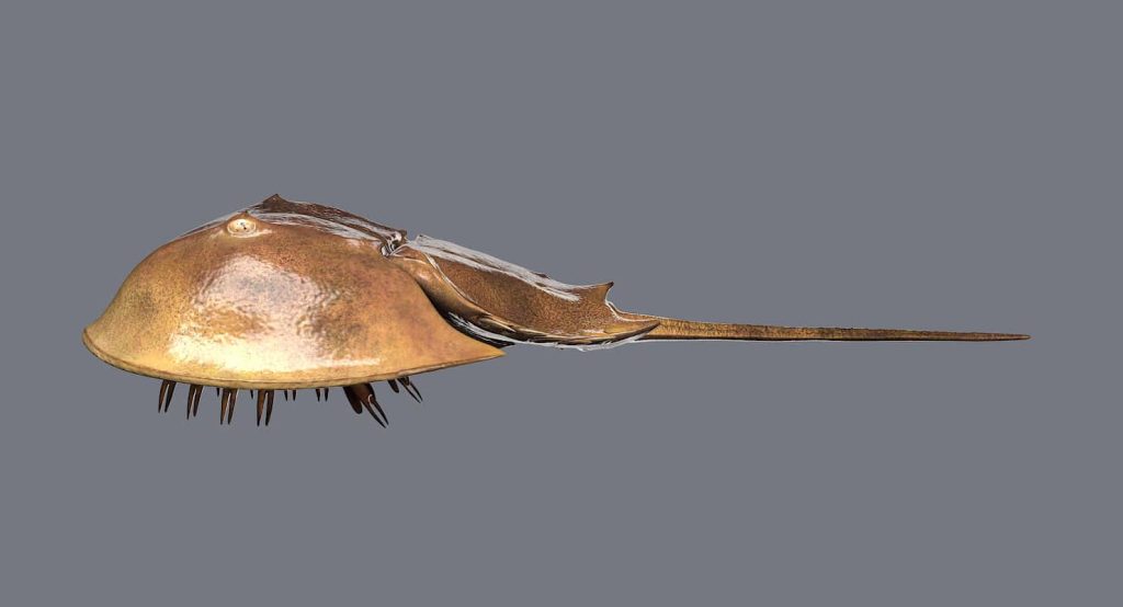 Side profile of textured golden-brown horseshoe crab wallpaper on minimalist grey background