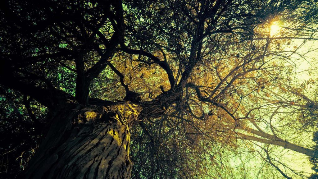 Low-angle view of massive ancient tree with sunlight through gnarled branches and green sky wallpaper