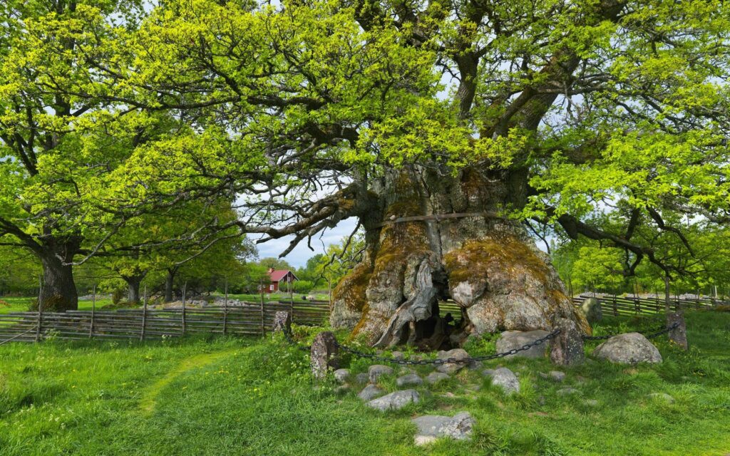 Ancient tree with gnarled roots and iron chain in lush summer countryside near red house wallpaper
