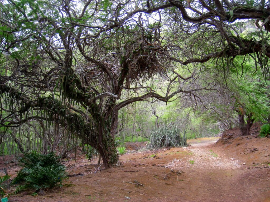 Ancient twisted tree over sandy earthy path with muted green leaves rustic nature wallpaper background