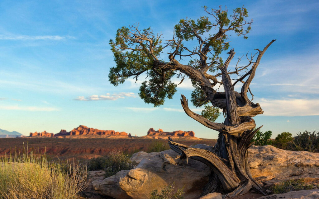 Ancient twisted tree on rocky terrain with red rock formations Arches National Park sky Wallpaper
