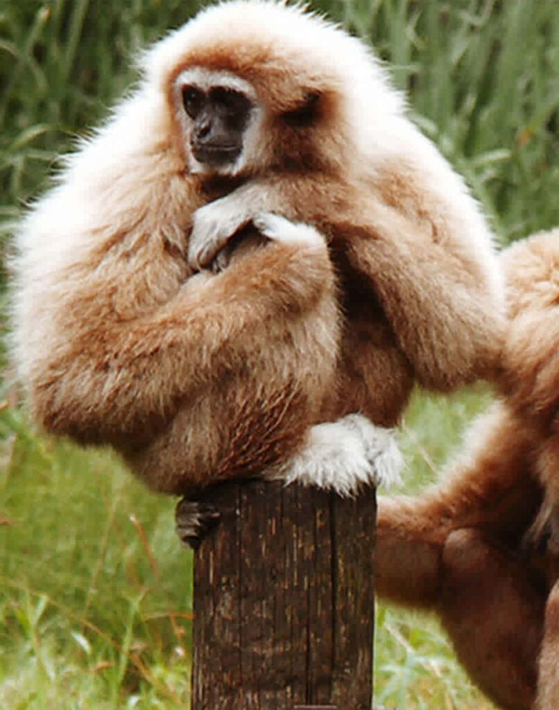 Gibbon Sitting on Wooden Block Background Wallpaper