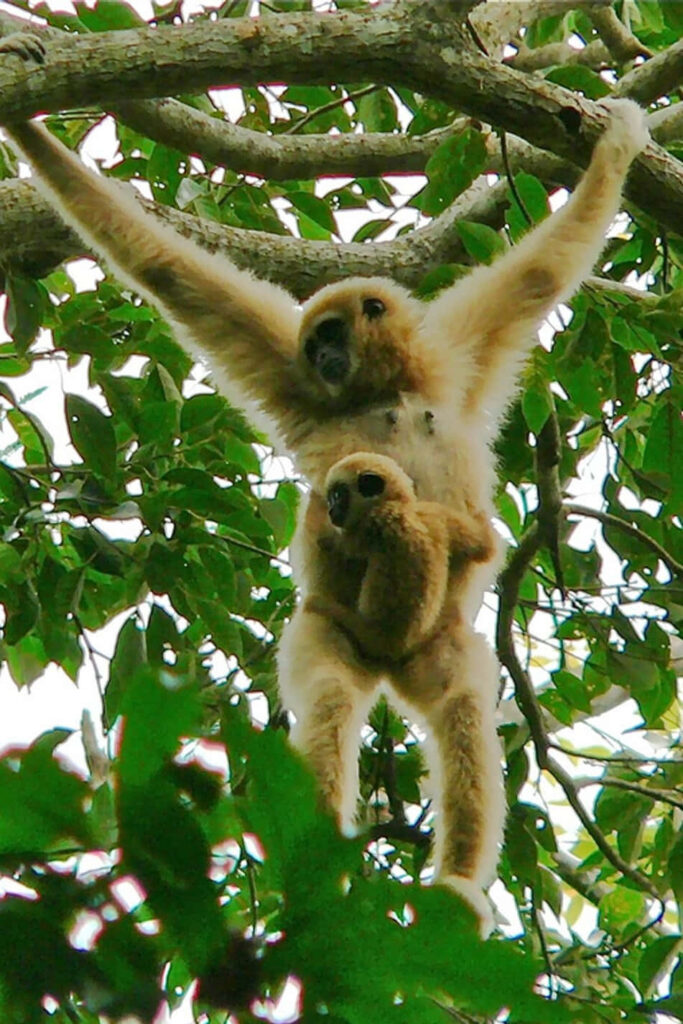 Nature's Vibrant Playground: Gibbon Playfully Explores Spectacular Flora in Breathtaking Landscape Wallpaper