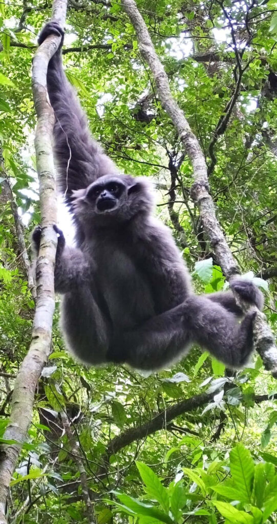 Gibbon Hanging on Tree Background Wallpaper