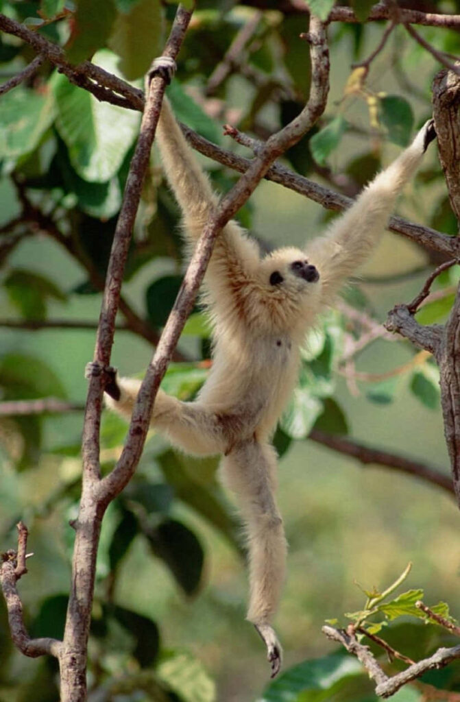 Gibbon Hanging on Tree Background Wallpaper