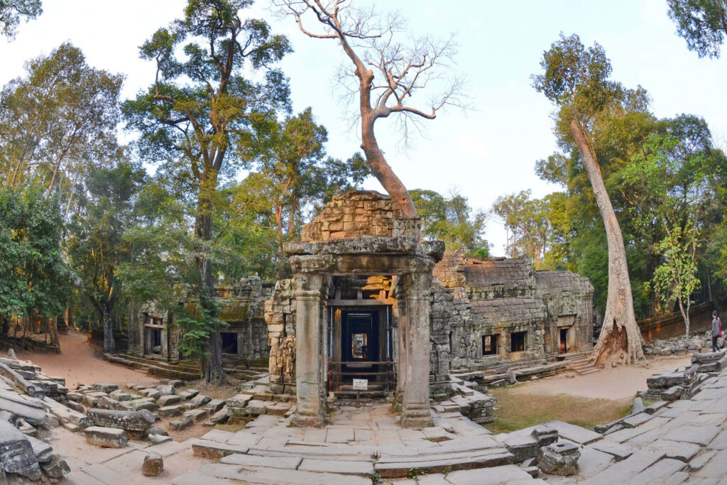 Ancient Angkor Thom ruins with towering trees nature reclaiming historic stone structures wallpaper