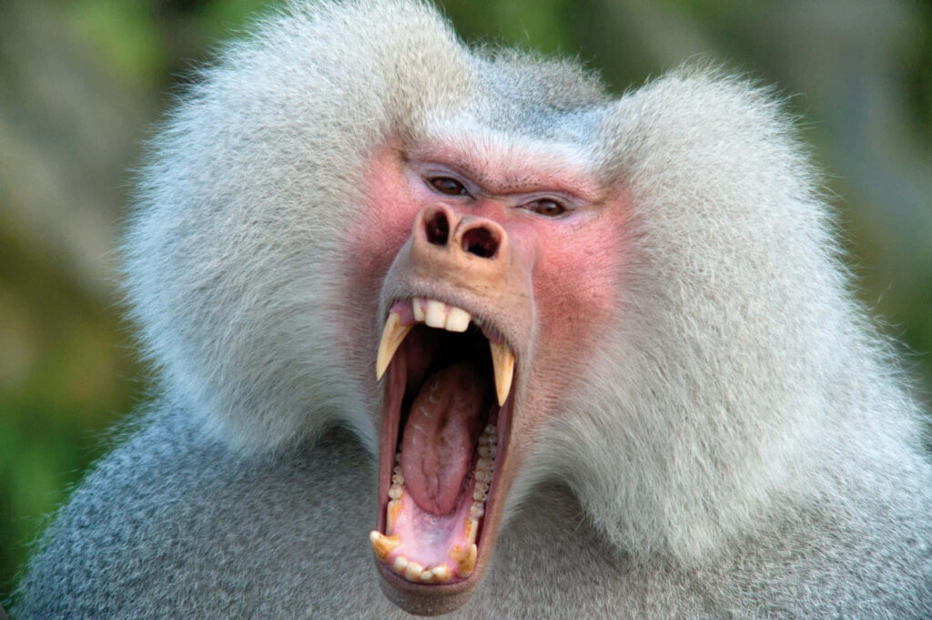 Close-up of angry baboon with open mouth showing sharp teeth dramatic yawn wallpaper background