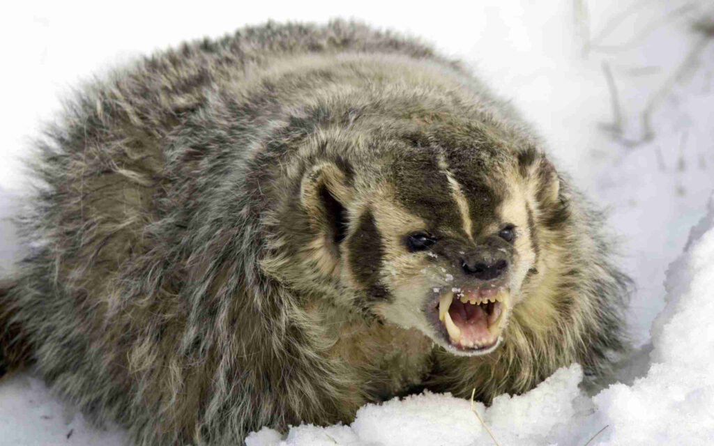 Angry badger snarling on snowy ground with thick fluffed fur cold winter wildlife wallpaper