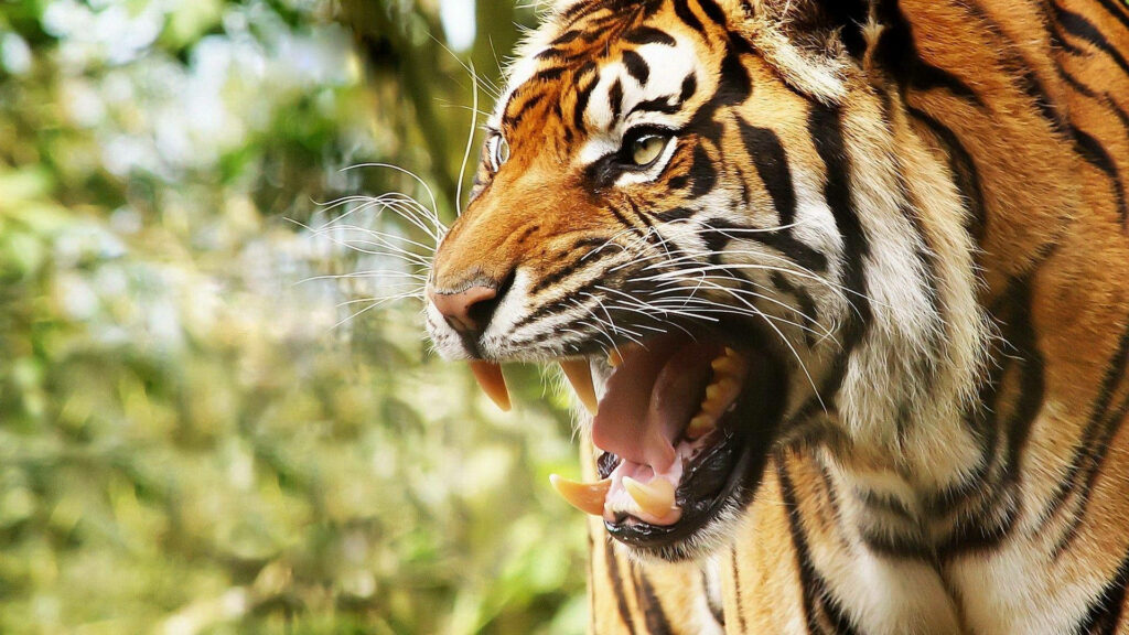 Fierce Tiger Wallpaper: Intense Side View with Vivid Stripes