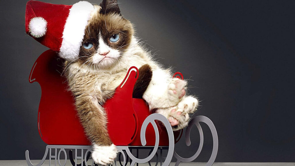 Grumpy Cat-Inspired Wallpaper: Frowning in a Sleigh with Santa Hat