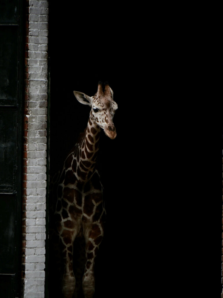 Anime-Inspired Giraffe Wallpaper: Bold Contrast in Shadows