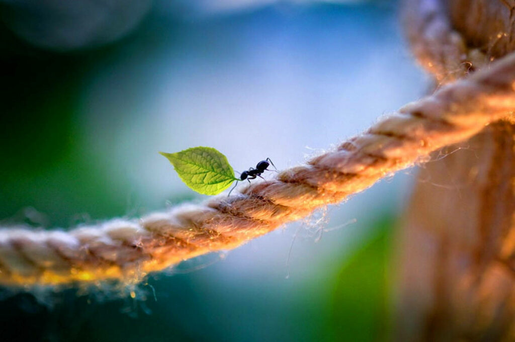 Close-up of ant carrying green leaf walking on thick rope with blurred natural background wallpaper