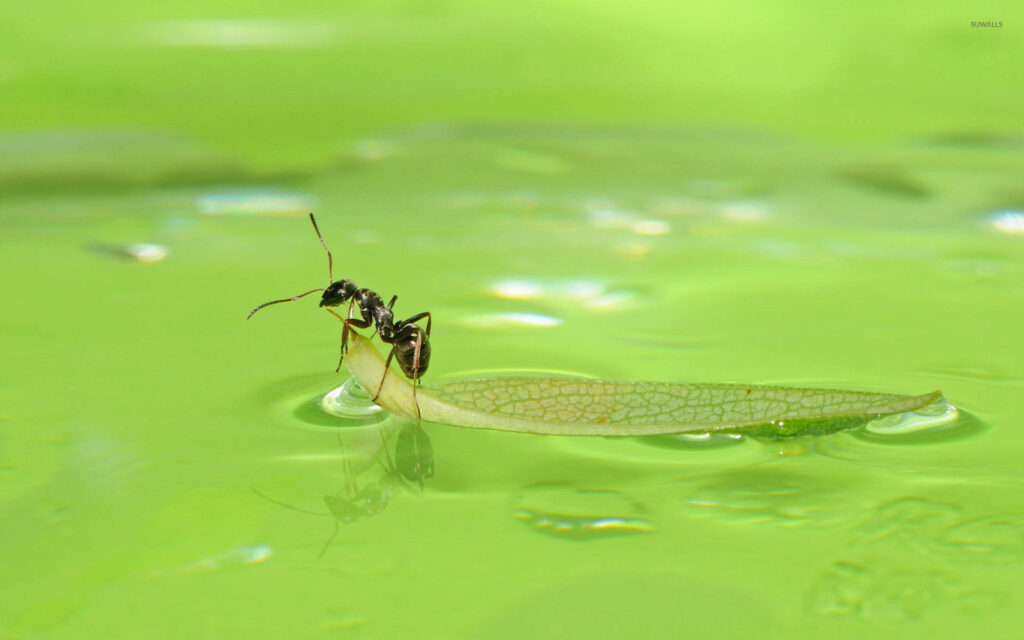 Close-up of ant on delicate green leaf floating on calm light green surface wallpaper background
